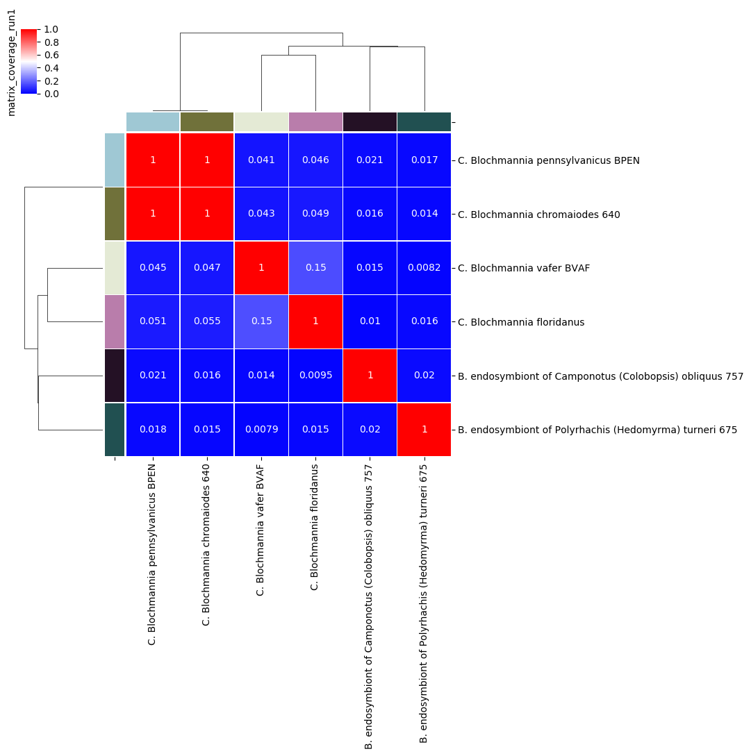 percentage coverage matrix for *Candidatus Blochmannia* ANIm analysis